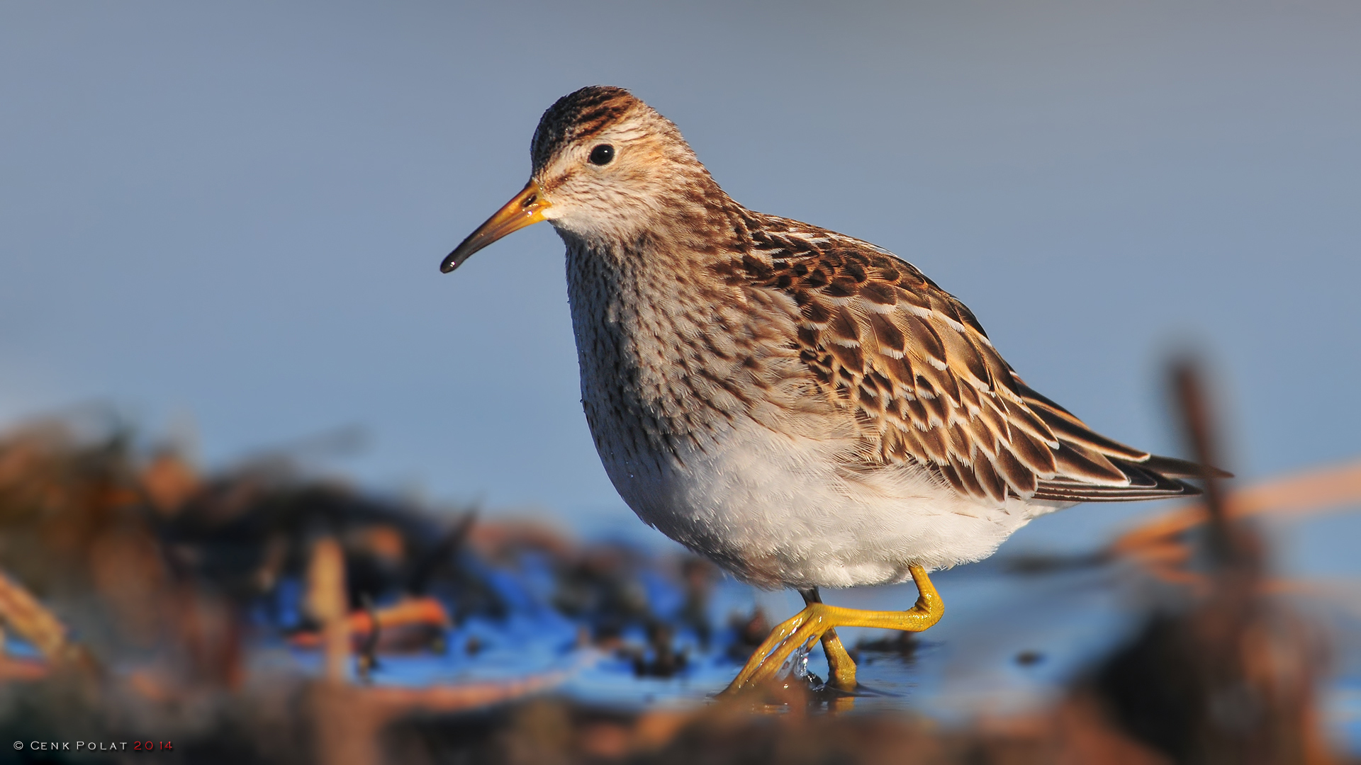 Pectoral Sandpiper
